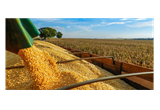 [Na mídia] China volta a produzir muito milho