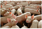 Guerra na Ucrânia aumenta a pressão contínua no mercado de carne suína da Europa