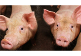 Exportações de carne suína à China diminuem, mas envio a outros países aumenta