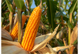 Custeio do milho para 2022/23 cai 0,31% com recuo do preço de fertilizantes