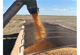 Colheita do milho começa em MT com expectativa de recorde de produção e queda no preço