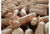 Laboratório de Saúde Animal do IMA amplia escopo de serviços