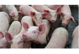 Aliança de biossegurança suína entre Vietnã e Austrália para reforçar esforços contra a PSA